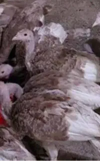 بوقلمون نژاد بوربون ۲۵۰کیلو هم دان همراشه‌ مجانی