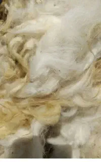 پشم گوسفند امسال