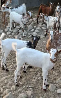 سی عدد کهر