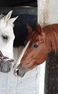 پرورش اسب بهارستان
