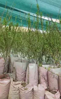نهالستان پسته و نهال بادام گلدانی دیرگل و پربار