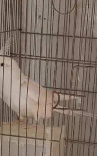 عروس هلندی نر