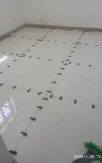 بنابی