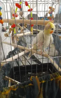 عروس هلندی نر سخنگو سوپرتاج چشم‌ شرابی