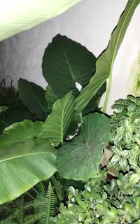گل بابا آدم و یوکا