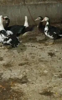 اردک خارجی ماده و نر