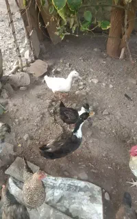 اوردک تخم گذار