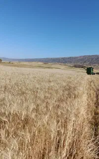گندم ساورز