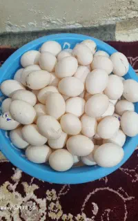 تخم کبوتر