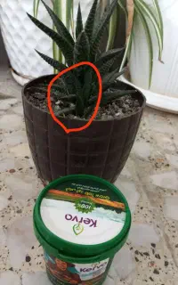 قرص گل و گیاه ارگانیک