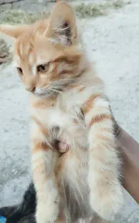 بچه گربه دستی