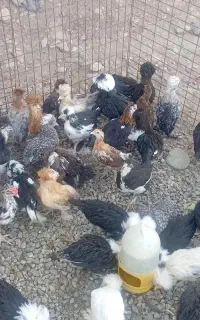 انواع جوجه هایی سلطان برهما گلین