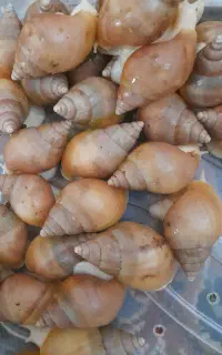 حلزون آلبینو مخصوص پوست