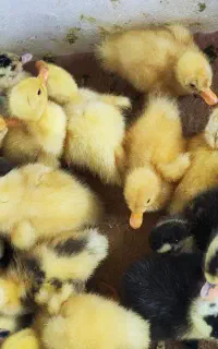 تعدادی جوجه اردک محلی