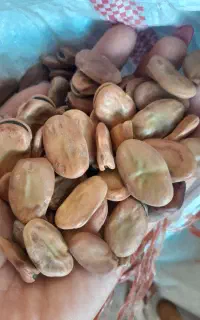 باقله شامی درجه یک شوشتر