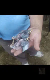 بچه مینا موجود