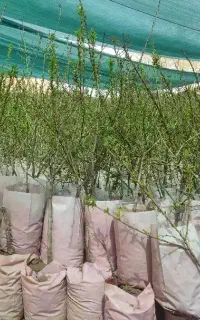 نهالستان ارقام متنوع میوه و گردووبادام گلدانی