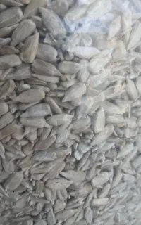 مغز تخمه آفتابگردان خام