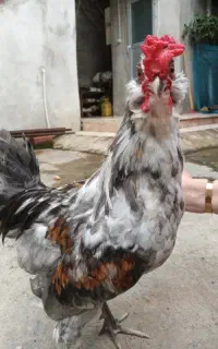 (فروش ۲ خروس و ۱ مرغ مینیاتوری)