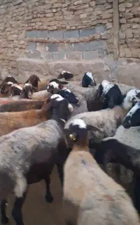 گوسفند ابستن