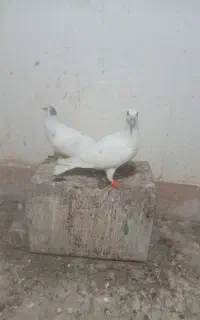 جوجه گمشده