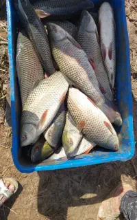 استخدام کارگر پاک کردن میگو