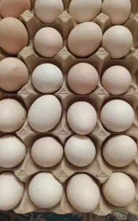 تخم مرغ کاکلی و گیلی نطفه دار