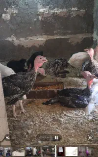 ۱۰عدد بوقلمون محلی