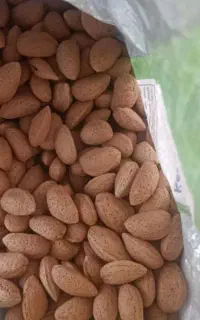 خرید و فروش بادام تلخ