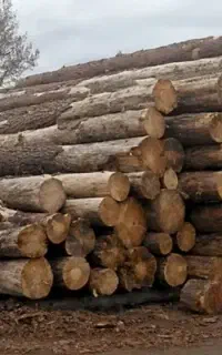 خرید چوب مرکبات