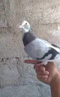 کبوتر