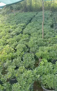 فروش پیتسپروم