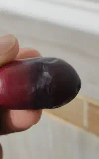 درخت خرما مضافتی اجاره داده میشود
