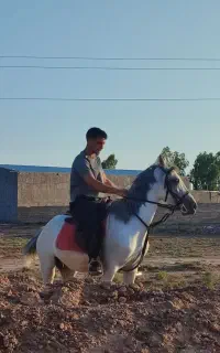 مادیان همراه کره نریان