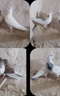 کبوتر