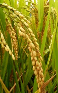 زارع کشت شراکتی شالی کردکوی