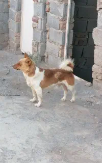 واگذاری پاکوتاه سرابی