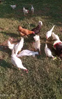 ۳۰ عدد جوجه خروس سفید