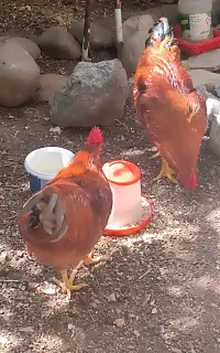 خروس سرحال و شاداب