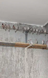فنچ نرگسی و کرواتی یکجا جفتی ۱۱۰۰