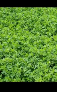 یونجه سوم چین
