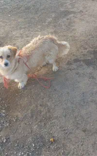 سگ پشمالوسفیدکرمی