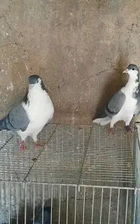 کبوتر  دمگیر ذات دار