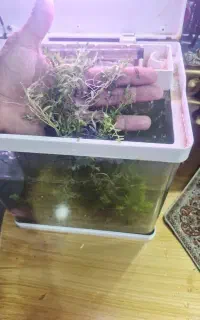 گیاه اکواریوم