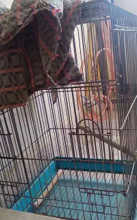 قفس بزرگ طوطی
