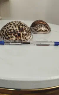 صدف