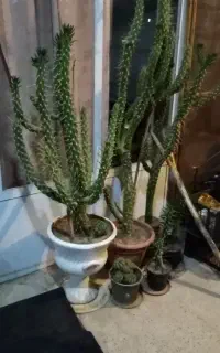 گل کاکتوس