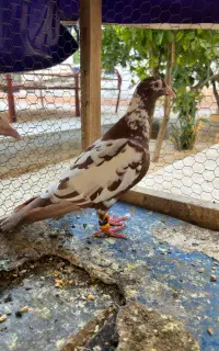 جفت کارل میولمنز اصل
