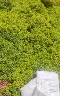 سرکه سیب و ابغوره