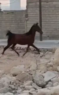 اسب